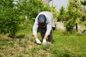 ALTINOVA’DA ‘’KEKİK HASADI’’ BAŞLADI